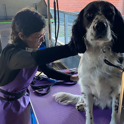Shannon - Professional Dog Groomer